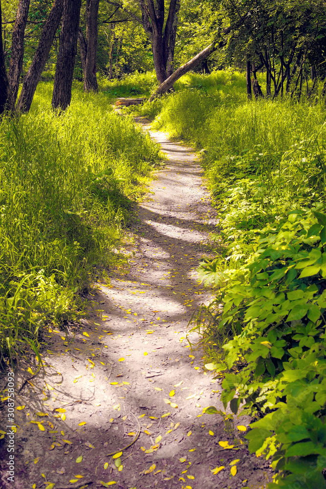 Fototapeta premium Trodden path in the forest on a sunny day