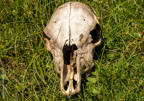Cow's skull in the field