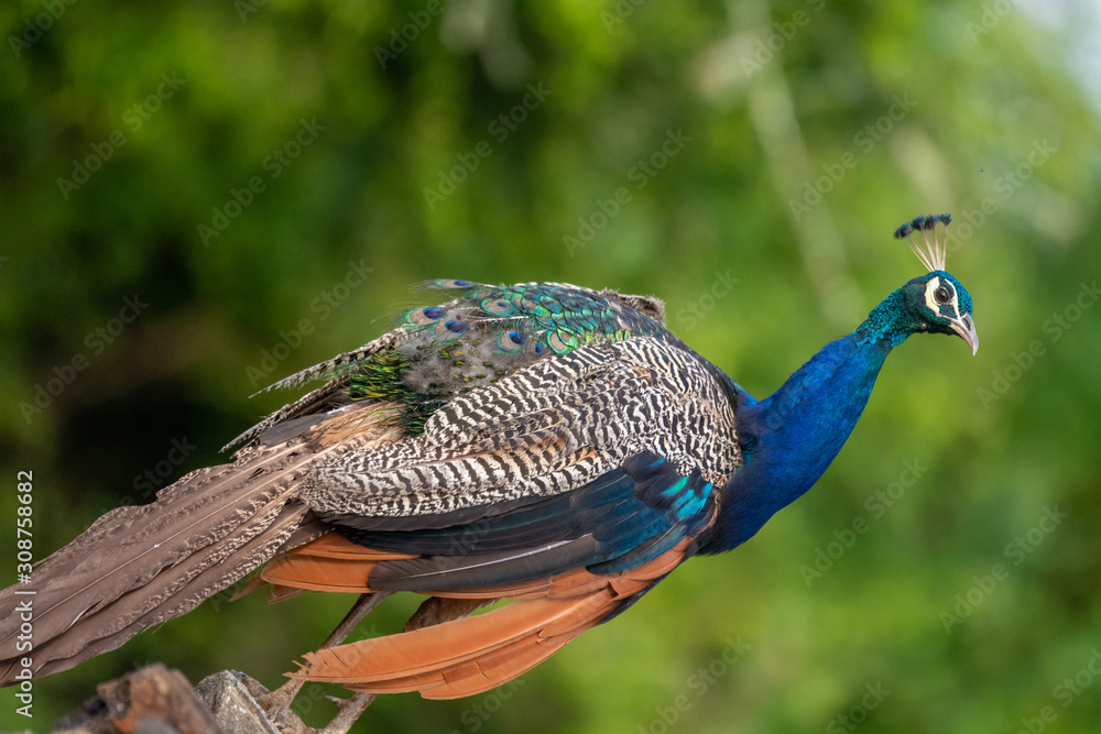 Obraz premium Peacock on Rock at Masinagudi Tamilnadu India