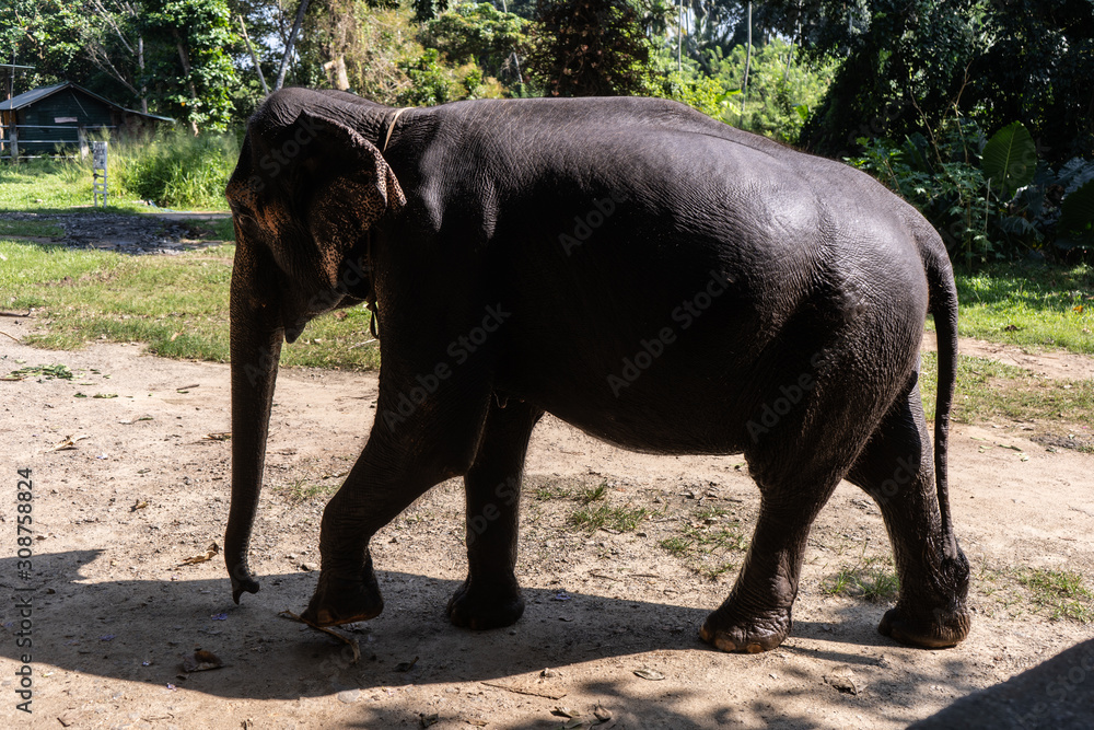 A young Indian elephant walking in a park.