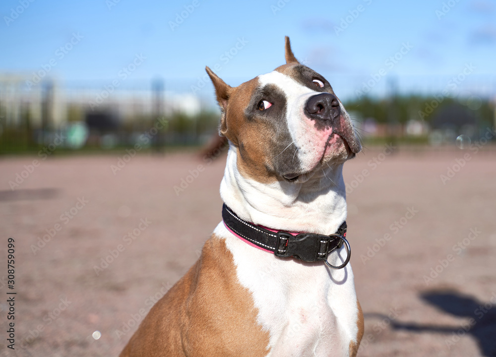 Why Do Dogs Look Away