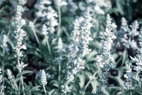 salvia flowers in the garden