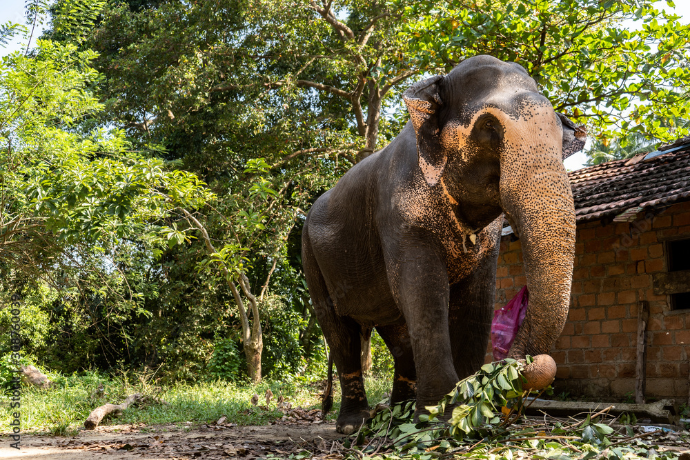 Obraz premium Indian elephant eats tree branches in the park near the hut.