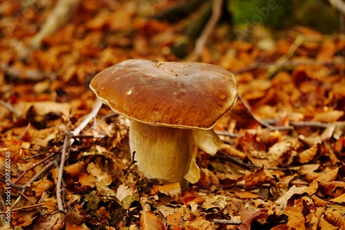 Mushroom Boletus edulis on Corsica
