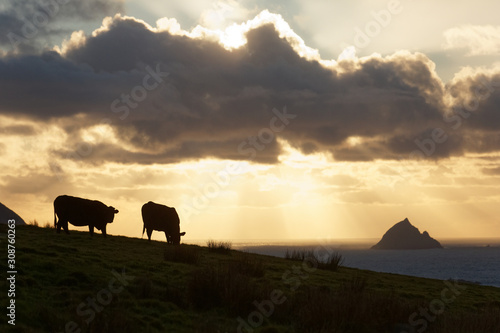 The shadow of grazing cows on the hills overlooking Tiaracht,one of Blasket Islands in Ireland