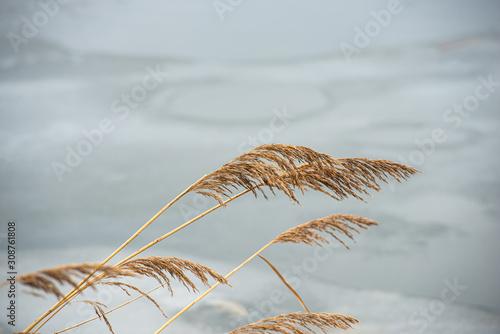 ears and stalks of bulrush reeds against a light background of ice in cloudy weather. Early spring, March.