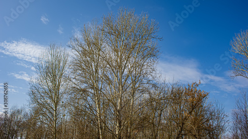 Silhouettes of deciduous trees on a background of blue sky with clouds on a sunny day.