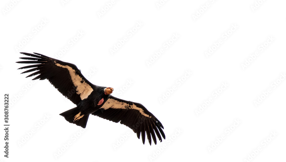 California condor soaring over Zion National Park Stock Photo Adobe Stock