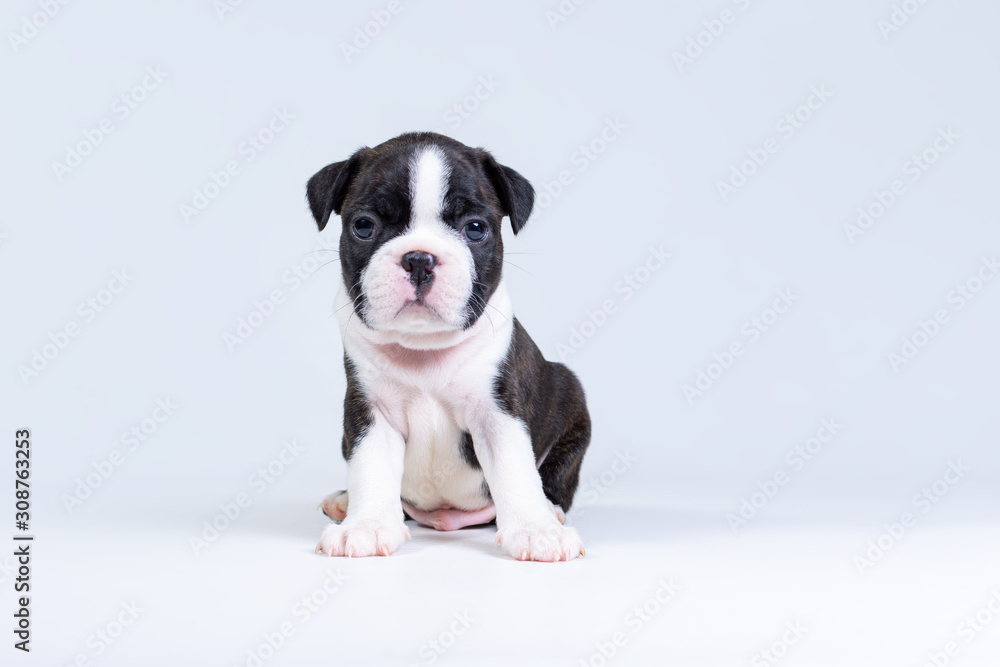 Little cute Boston Terrier puppy sits on a light gray background