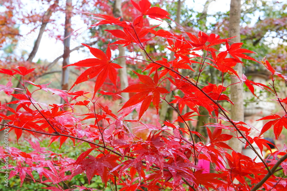 日本の古都　京都の秋の風景　南禅寺と永観堂