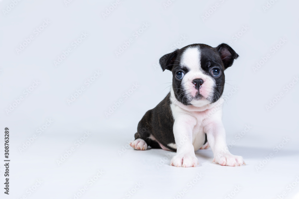 Little sad cute Boston Terrier puppy sits on a light gray background