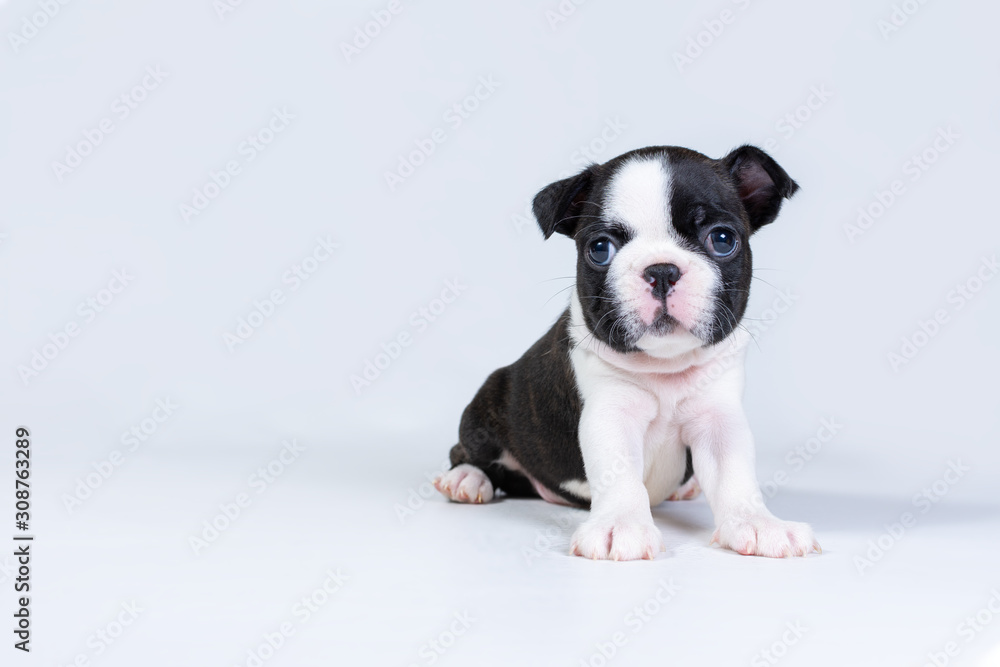 Little sad cute Boston Terrier puppy sits on a light gray background Little sad cute Boston Terrier puppy sits on a light gray background
