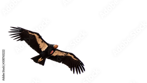 California condor soaring over Zion National Park photo