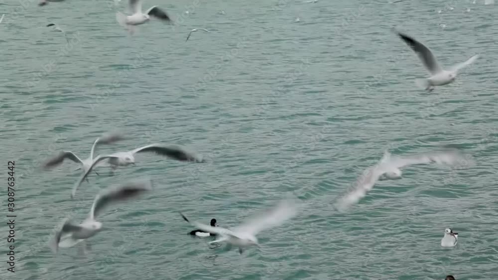 Flock of seagulls fly over sea Flock of seagulls fly over sea