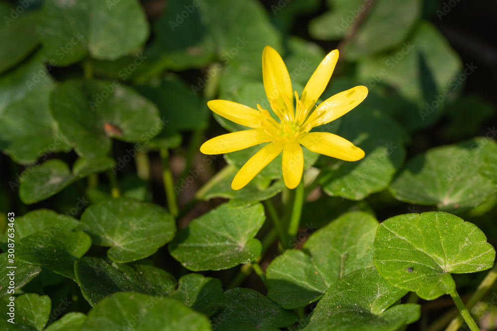 Buttercup, Ficaria verna Buttercup, Ficaria verna