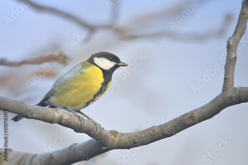 Great Tit Sits On Branches