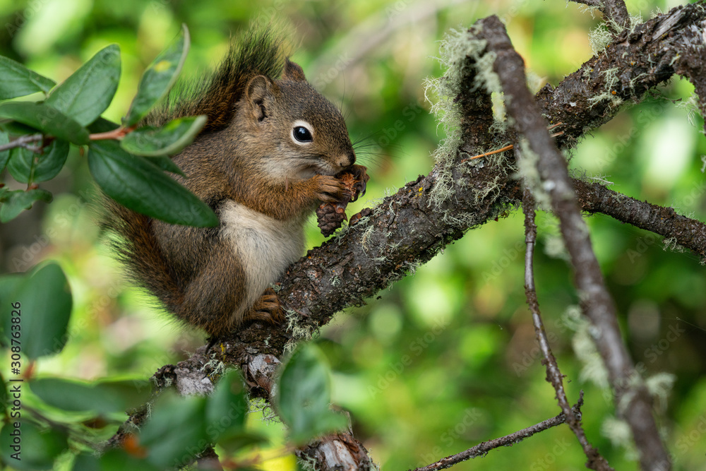 Red Squirrel, Tamiasciurus hudsonicus Red Squirrel, Tamiasciurus hudsonicus