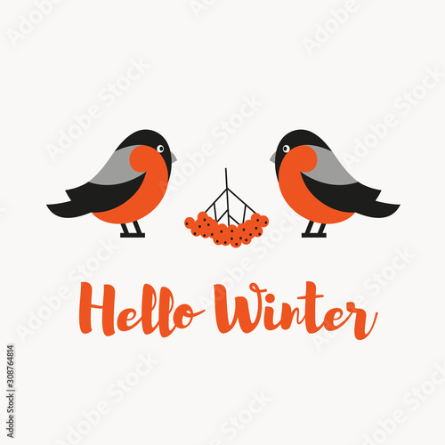 Robin birds and rowan berries. Christmas symbol. Hello winter background. Vector illustration.
