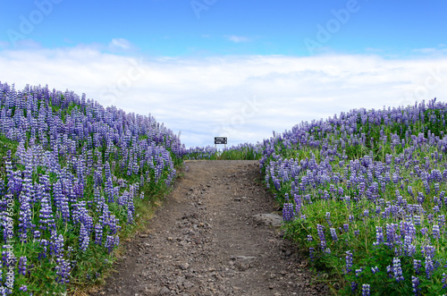 gravel road, icland, Vestmannaeyjar, europe photo