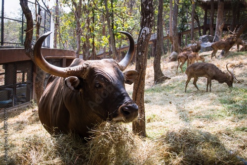 Banteng and a group of Schomburgk's deer in the background.  Selective focus, blurred background. photo