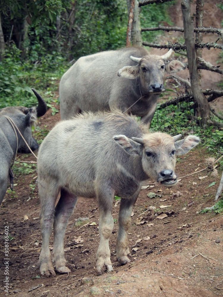 Fototapeta premium A group / herd / family of Asian water buffaloes were in a remote village of Thailand. The buffalo is also a symbol of stupidity, foolish, stubborn, and persistent in Thai proverb.