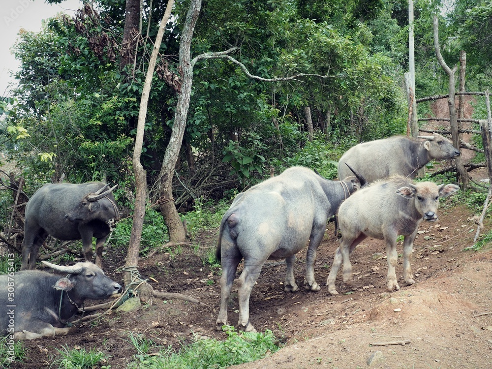 Naklejka premium A group / herd / family of Asian water buffaloes were in a remote village of Thailand. The buffalo is also a symbol of stupidity, foolish, stubborn, and persistent in Thai proverb.
