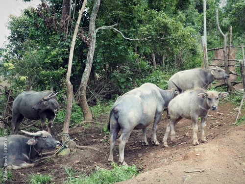 A group / herd / family of Asian water buffaloes were in a remote village of Thailand.  The buffalo is also a symbol of stupidity, foolish, stubborn, and persistent in Thai proverb.