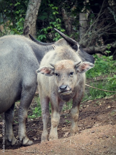 Young Asian water buffaloes in a remote village of Thailand, selective focus. The buffalo is also a symbol of stupidity, foolish, stubborn, and persistent in Thai proverb.