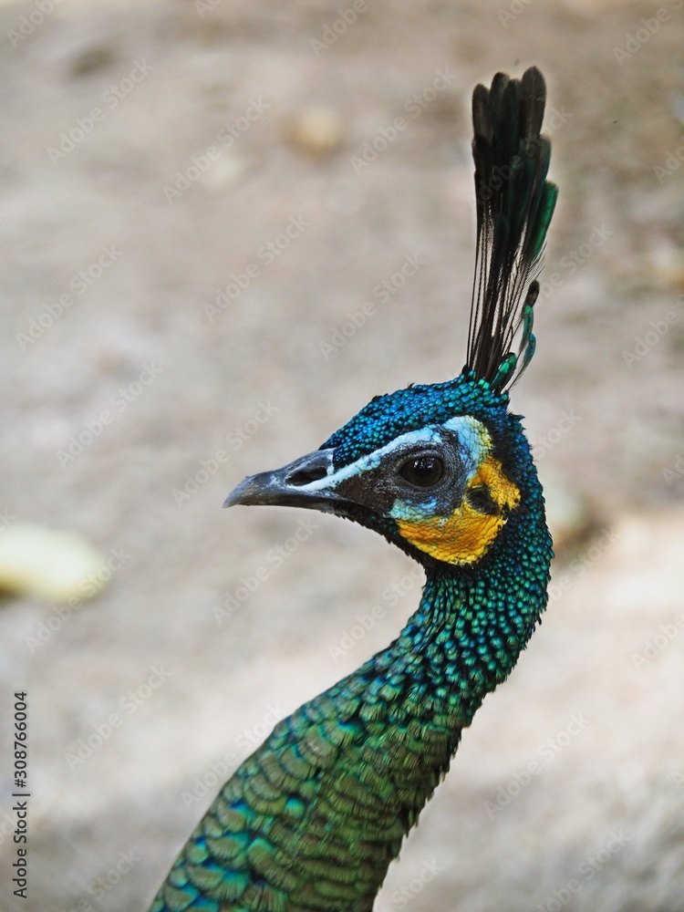 Closeup Shot at The Head of Beautiful Male Green Peafowl / Peacock (Pavo Muticus). Selective Focus and Blurred Background. Closeup Shot at The Head of Beautiful Male Green Peafowl / Peacock (Pavo Muticus). Selective Focus and Blurred Background.