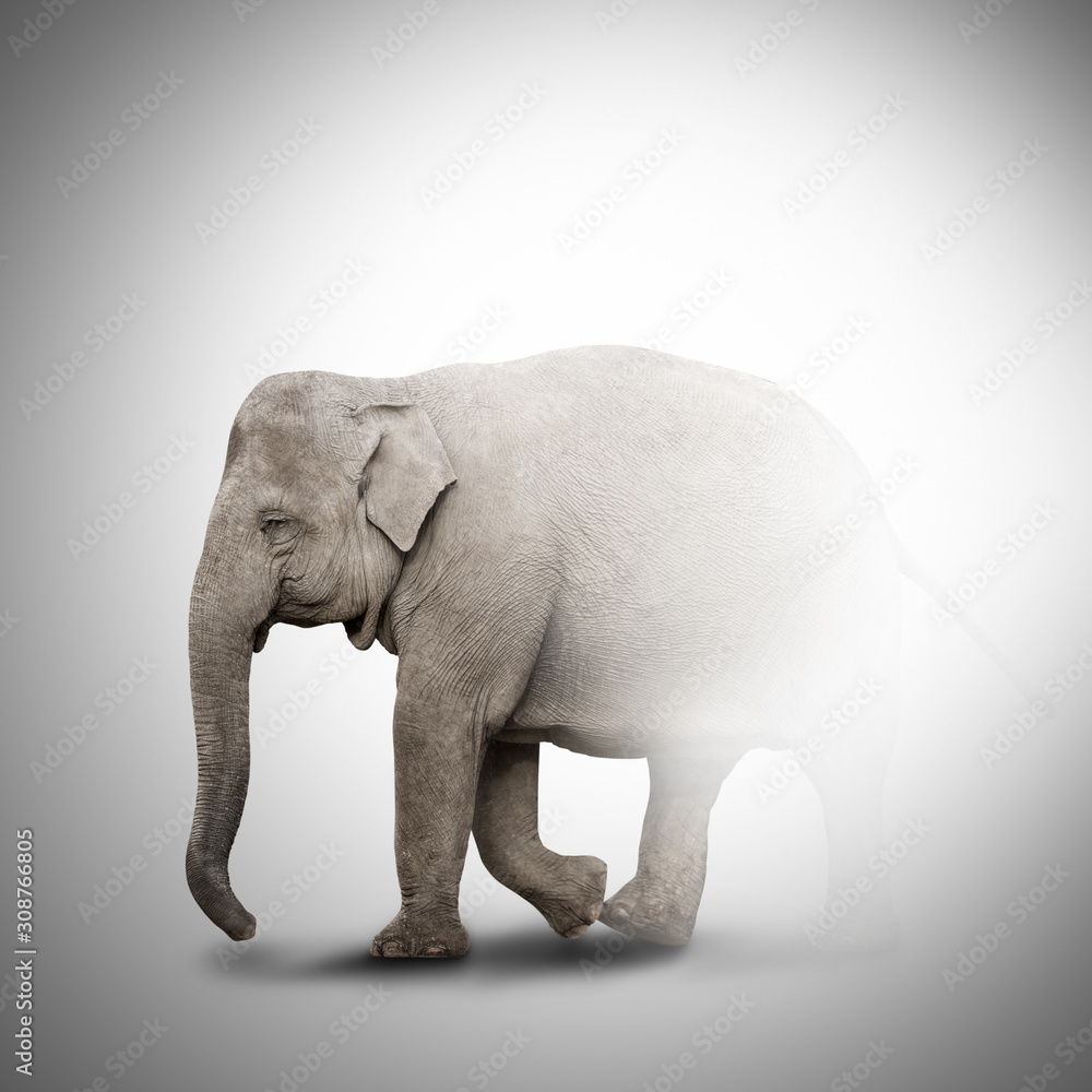 Obraz premium Elephant coming out of the fog