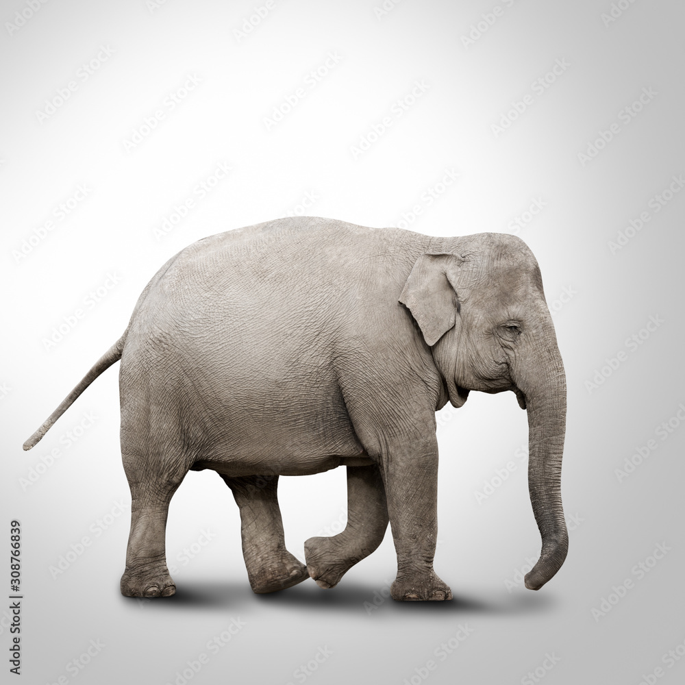 Obraz premium Walking elephant isolated