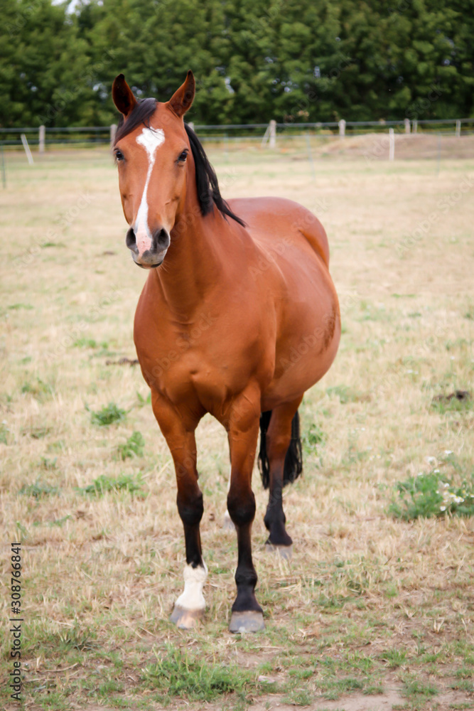 ein Pferd auf einer Koppel Weide ein Pferd auf einer Koppel Weide