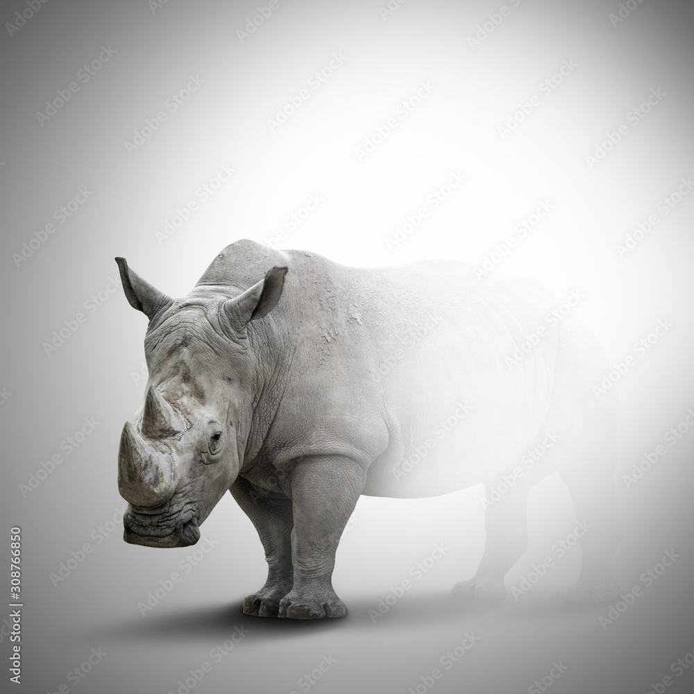 Obraz premium A white rhino on grey background