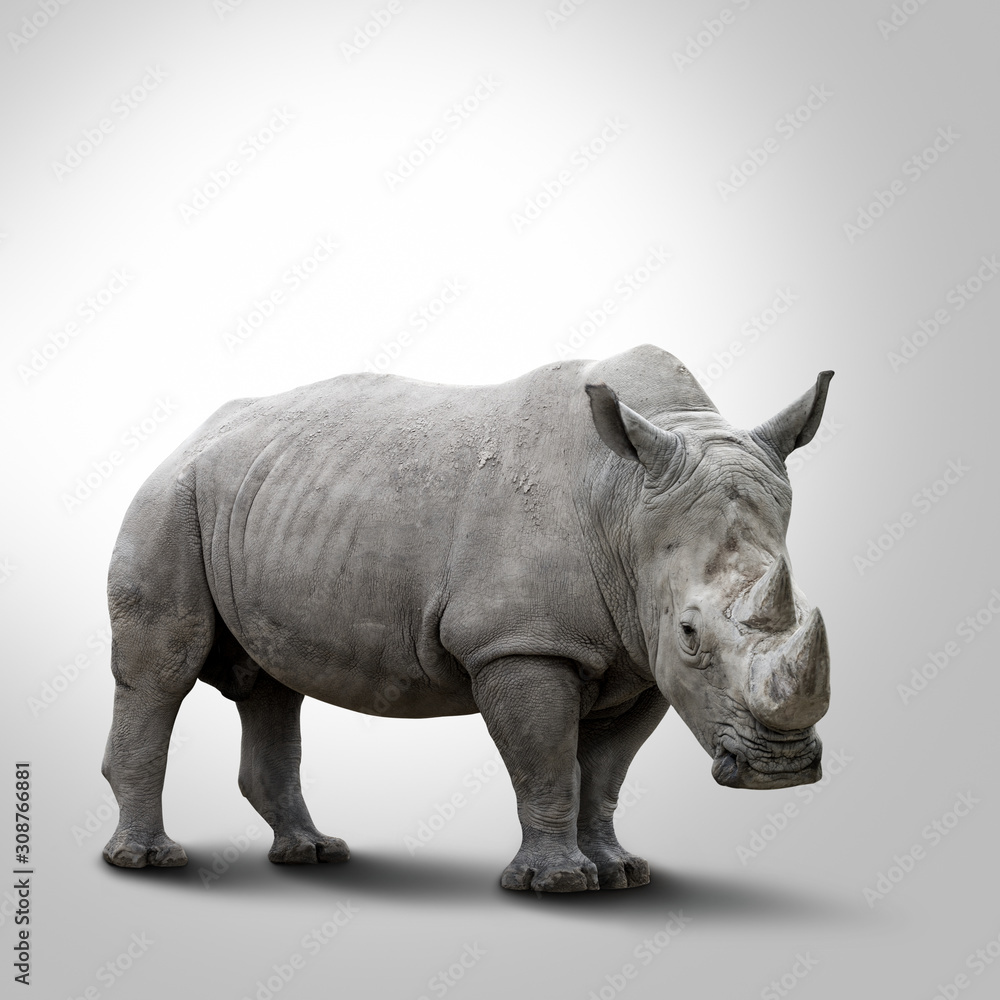 A white rhino on grey background