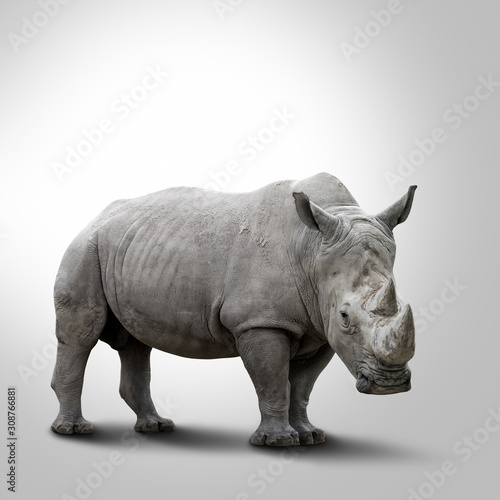 A white rhino on grey background
