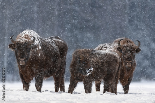 Winter Christmas Image With Brown Bison Family ( Aurochs Or Bison Bonasus ). Calf With Mom, Covered With Snow Crust.Huge European Brown Bison ( Wisent ), Last Representative Of Wild Bulls In Europe