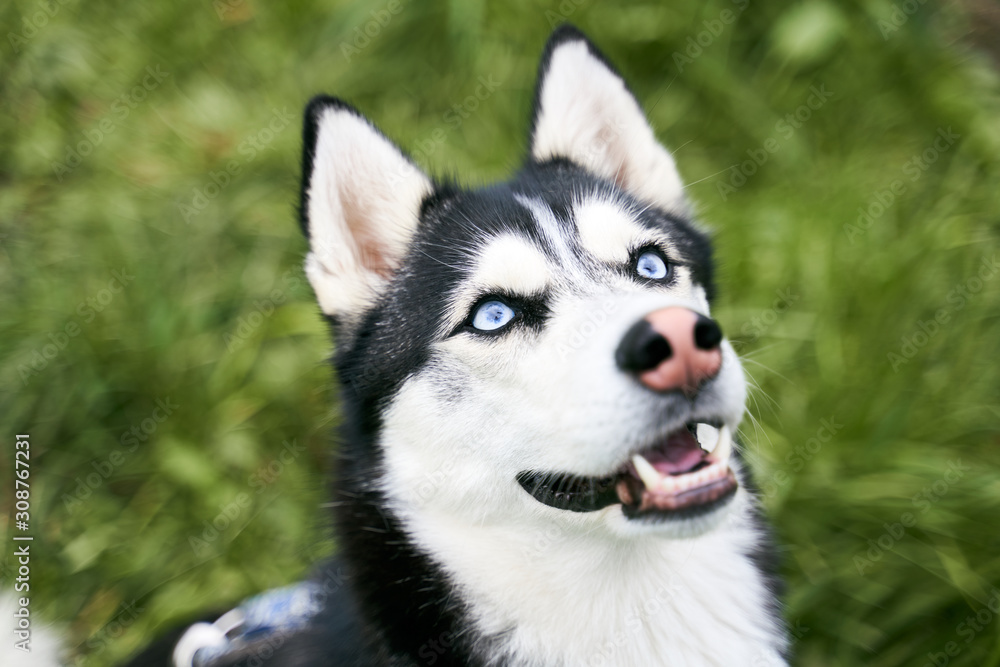 Close-up portrait of husky with blue eyes protruding tongue cheerful funny frame black white color looks straight up. Close-up portrait of dogs muzzle. Walking pet in autumn. Horizontal shot of animal
