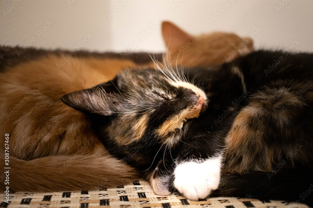 Two rescue kitten sleeping in the animal shelter. Ginger cat and calico cat are waiting to be adopted.