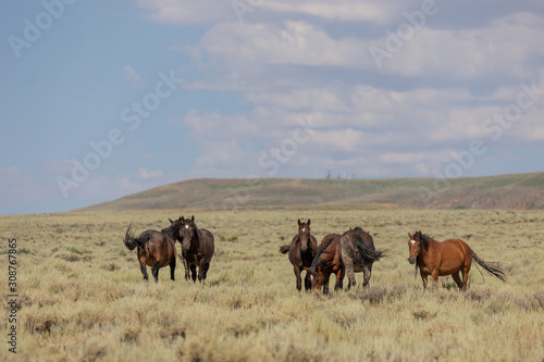 Sand Wash Basin Colorado Wild Horses in Summer