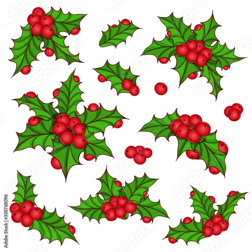 Sprig of ilex aquifolium holly. Set mistletoe, berries, green leaves. Hand drawn. Design elements for Christmas New Year greeting card. Colorful vector illustration isolated on white background.