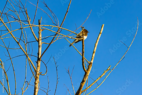 song bird on perched bare tree branch against blue sky photo