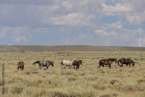 Sand Wash Basin Colorado Wild Horses in Summer © natureguy