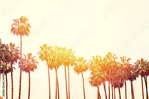 Bilde på lerret Landcape with row of tall palms, toned photo