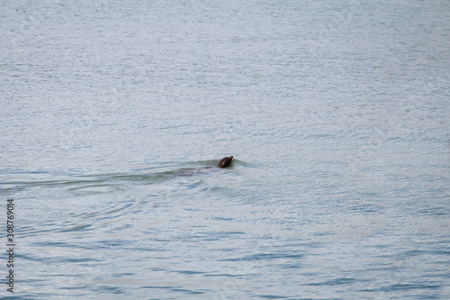 ein Seehund, Robbe schwimmt im Hafenbecken