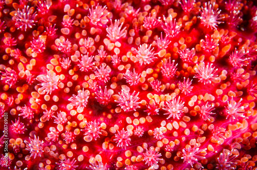 Close up of a Spiny Sunstar texture