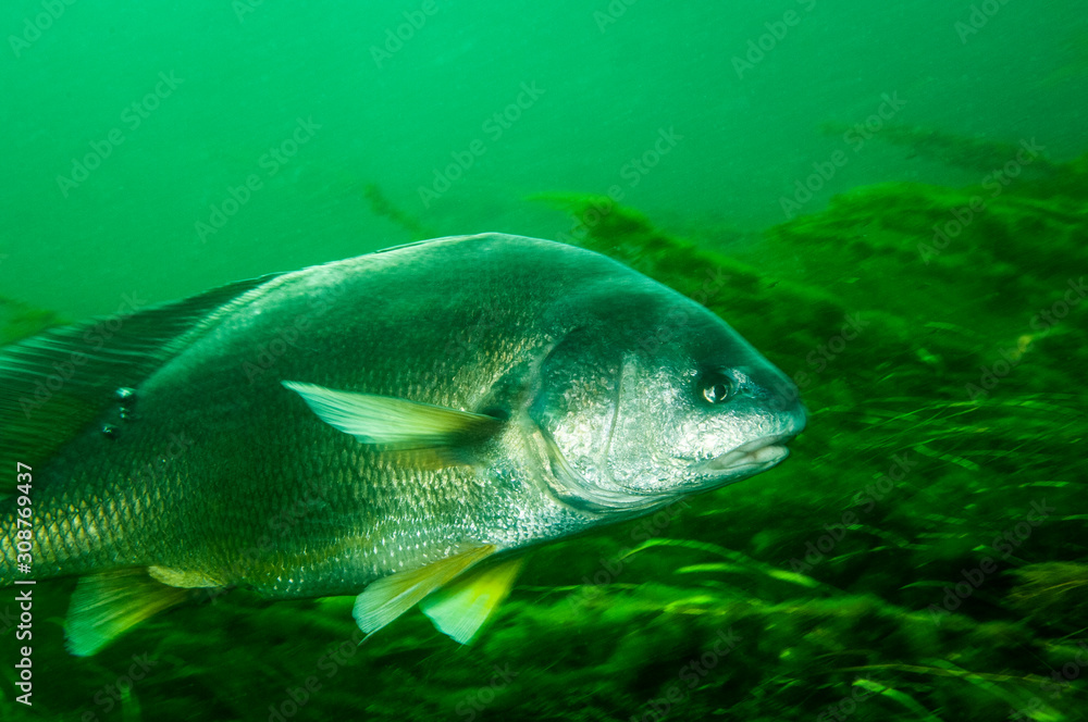 Freshwater Drum swimming over a shipwreck in the St. Lawrence River Freshwater Drum swimming over a shipwreck in the St. Lawrence River