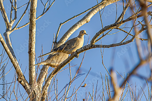 two doves perched together on tree branch against blue sky