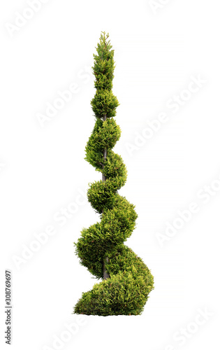 Thuja conifer trimmed in the form of a spiral on the isolated white background. topiary photo