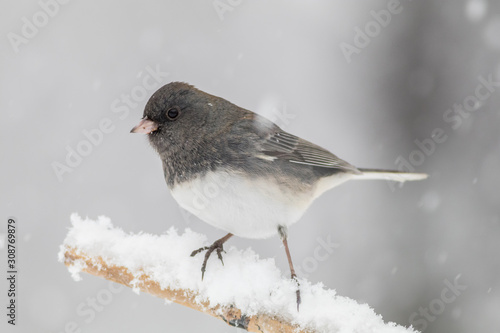 Dark-eyed Junco, Junco hyemalis, a cute dark gray and white bird, perched during snowstorm