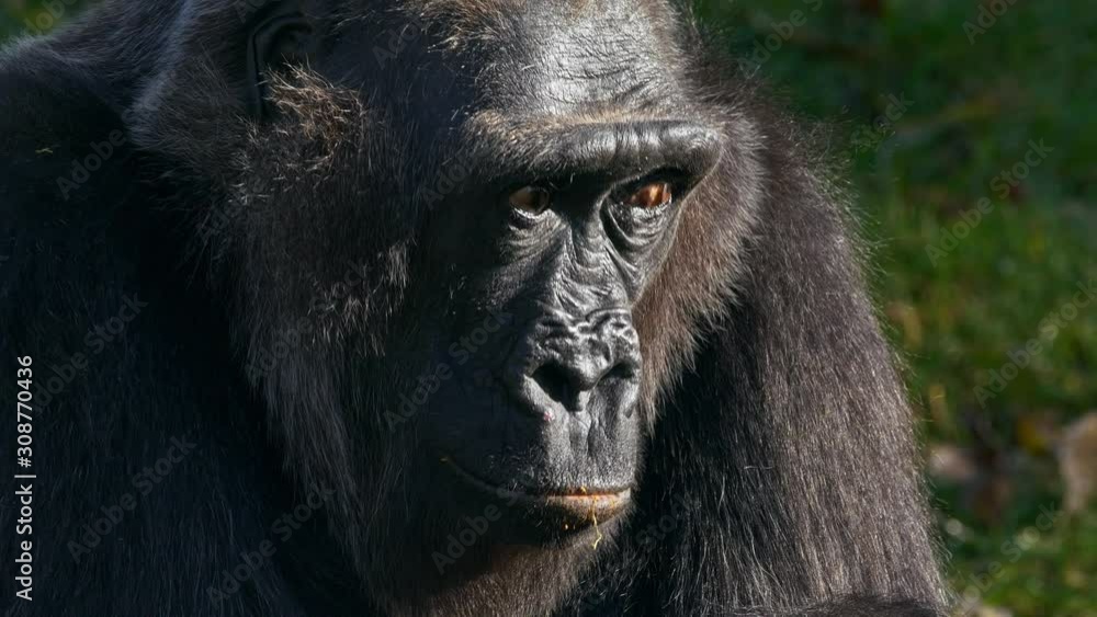 Western lowland gorilla (Gorilla gorilla gorilla) portrait Western lowland gorilla (Gorilla gorilla gorilla) portrait